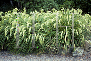 Picture of Chionochloa flavescens 