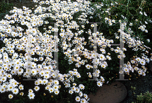 Picture of Dendranthema x 'Apricot Single'
