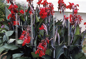 Picture of Canna x generalis 'Purple Gleam'