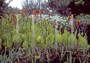 Picture of Canna x generalis 'Pretoria'