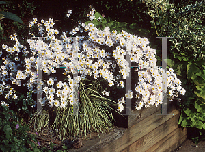 Picture of Dendranthema x grandiflorum 'Hillside Sheffield'