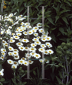 Picture of Leucanthemum x superbum 'Becky'