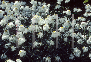 Picture of Leucanthemum x superbum 'Wirral Supreme'