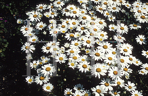 Picture of Leucanthemum x superbum 'Snowcap'