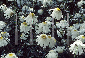 Picture of Leucanthemum x superbum 'Wirral Supreme'