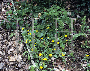 Picture of Chrysogonum virginianum 