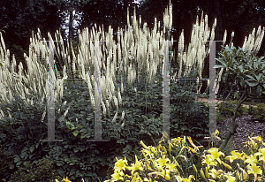 Picture of Actaea racemosa 