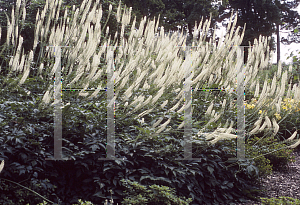 Picture of Actaea racemosa 