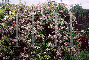 Picture of Clematis armandii 'Apple Blossom'