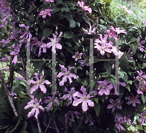 Picture of Clematis (z)(Jackmanii Group) 'Comtesse de Bouchard'