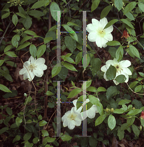 Picture of Clematis  'Guernsey Cream'