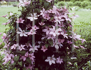 Picture of Clematis (z)(Jackmanii Group) 'Hagley Hybrid'