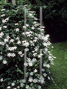 Picture of Clematis  'Huldine'