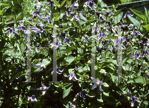 Picture of Clematis integrifolia 