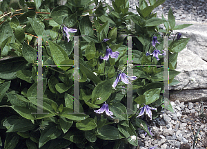 Picture of Clematis integrifolia 