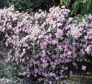 Picture of Clematis montana 'Freda'