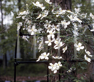 Picture of Clematis montana 'Sericea'