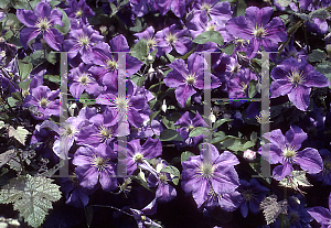 Picture of Clematis (z)(Jackmanii Group) 'Perle d'Azur'