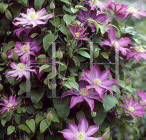 Picture of Clematis  'Pink Champagne'