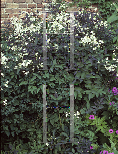 Picture of Clematis recta 'Purpurea'