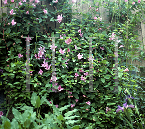 Picture of Clematis texensis 'Duchess of Albany'