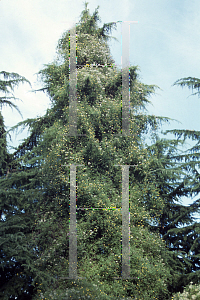 Picture of Clematis tangutica 