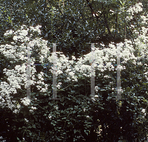 Picture of Clematis terniflora 