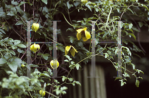 Picture of Clematis tangutica 