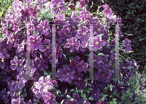 Picture of Clematis  'Victoria'