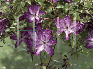 Picture of Clematis (z)(Viticella Group) 'Venosa Violacea'