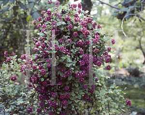 Picture of Clematis viticella 'Purpurea Plena Elegans'