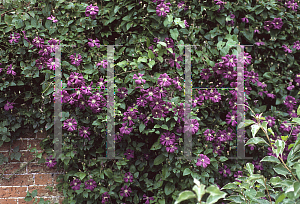 Picture of Clematis (z)(Viticella Group) 'Etiole Violette'