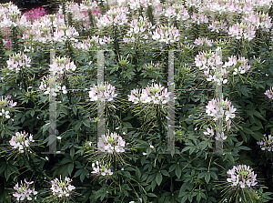 Picture of Cleome hassleriana 'Sparkler Blush'