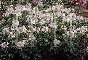 Picture of Cleome hassleriana 'Sparkler Blush'