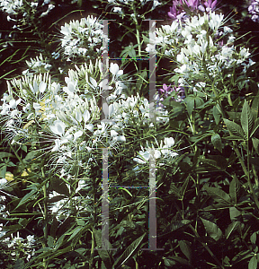 Picture of Cleome hassleriana 'White Queen'