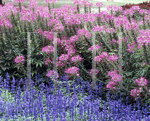 Picture of Cleome hassleriana 'Sparkler Rose'