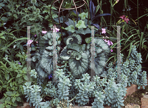 Picture of Begonia rex cultorum hybrids 'Escargot'