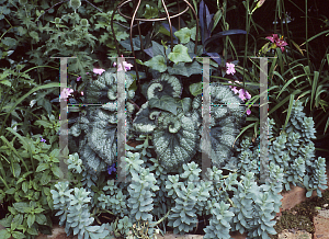 Picture of Begonia rex cultorum hybrids 'Escargot'