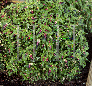 Picture of Solenostemon scutellarioides 'Hurricane Louise'