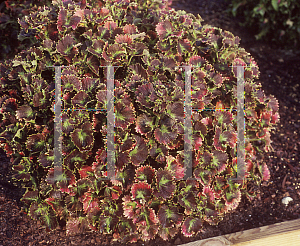 Picture of Solenostemon scutellarioides 'Hurricane Jenni'