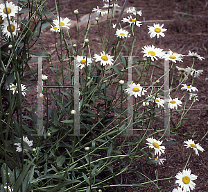 Picture of Leucanthemum x superbum 'Ladybird Johnson'