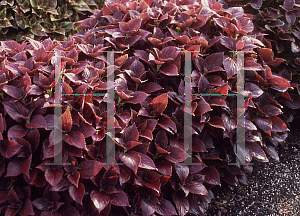 Picture of Solenostemon x 'Burgundy Sun'