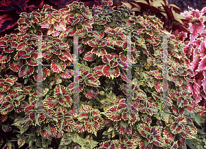 Picture of Solenostemon x 'Flirting Skirts'