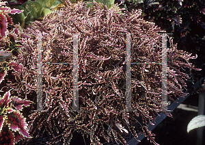 Picture of Solenostemon x 'Kiwi Fern'