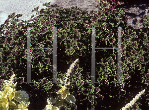 Picture of Solenostemon x 'Inky Fingers'