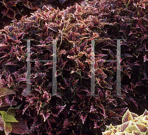 Picture of Solenostemon x 'Plum Parfait'