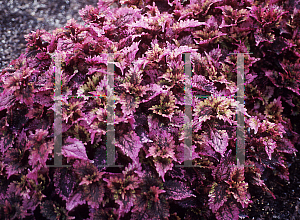 Picture of Solenostemon x 'Solar Eclipse'