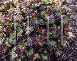 Picture of Solenostemon x 'Solar Sunrise'