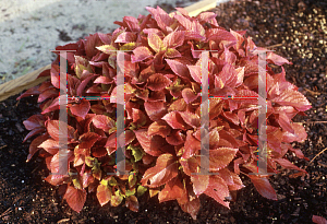 Picture of Solenostemon x 'Sunset'