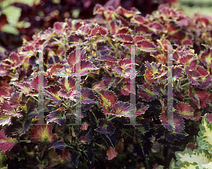 Picture of Solenostemon x 'Tilt A Whirl'